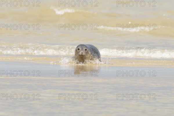 Grey seal (Halichoerus grypus) adult marine mammal in the shallow waves of the sea, England, United Kingdom