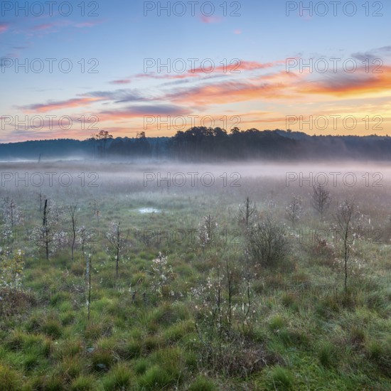 Sunrise in the moor with morning fog, Müritz National Park, Serrahn area, Mecklenburg-Western Pomerania, Germany