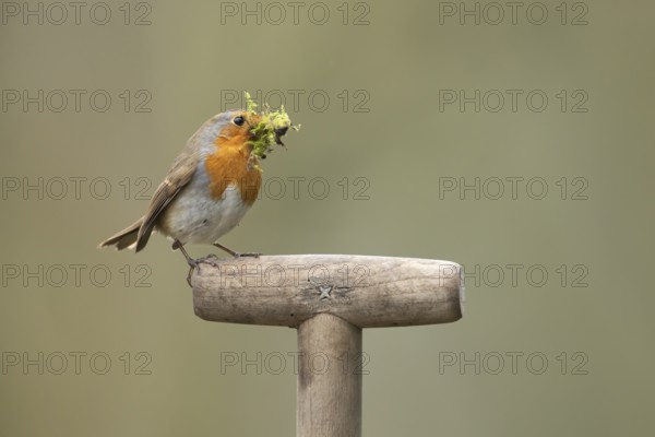 European robin (Erithacus rubecula) adult garden bird with nesting material in its beak on a fork handle in spring, England, United Kingdom
