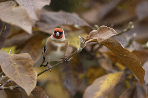 European goldfinch (Carduelis carduelis) adult garden bird in a Magnolia tree with autumn colour leaves, England, United Kingdom