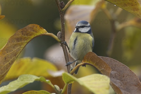 Blue tit (Cyanistes caeruleus) adult garden bird in a Magnolia tree with autumn colour leaves, England, United Kingdom