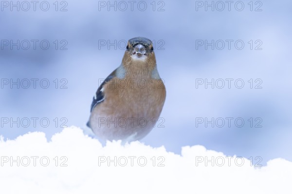 Eurasian chaffinch (Fringilla coelebs) adult male garden bird in snow in winter, England, United Kingdom