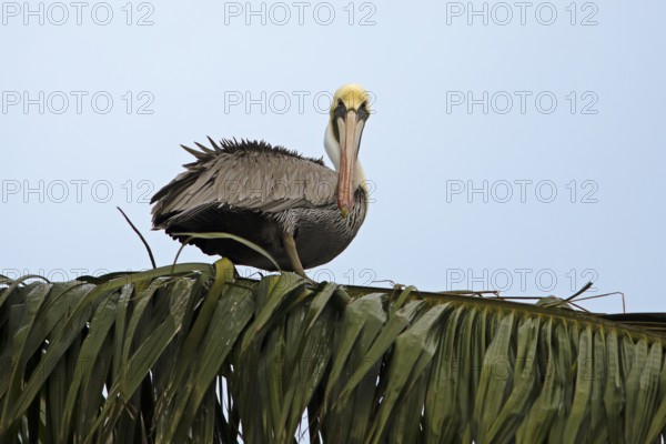 Brown pelican (Pelecanus occidentalis) on a palm tree at the Rio Dulce, Livingston, Departamento Izabal, Guatemala
