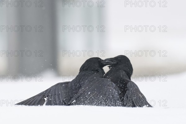 Two fighting crows (Corvus corone) in the snow, Hesse, Germany
