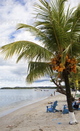 Sandy beach beach and coconut trees on Playa Blanca, Izabal Department, Guatemala
