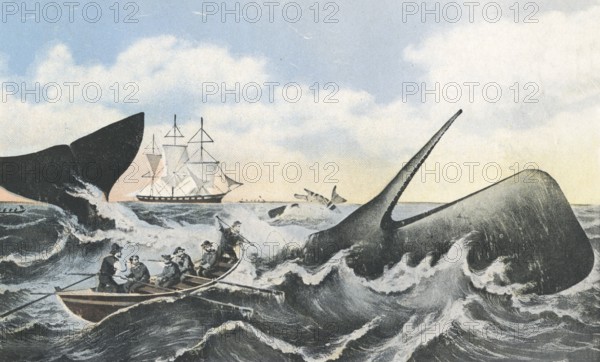 Whaling in the 19th century, sailing ship, small dinghy with harpooner, fishing, harpoon, historical, sperm whale (Physeter macrocephalus), drawing ca. 1850