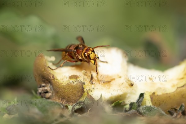 European hornet (Vespa crabro) adult insect feeding on a fallen pear fruit in a garden in summer, England, United Kingdom
