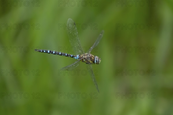 Migrant hawker dragonfly (Aeshna mixta) adult insect flying in summer, England, United Kingdom