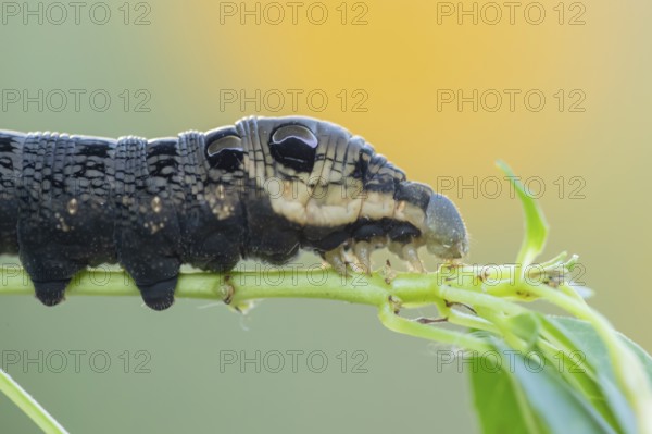 Elephant hawkmoth (Deilephila elpenor) adult moth insect caterpillar or larva feeding on a garden Fuchsia plant leaf in summer, England, United Kingdom