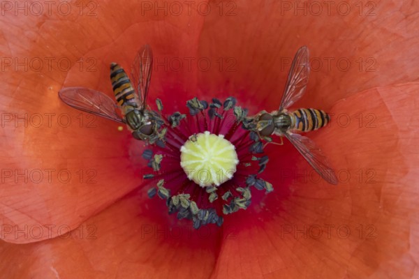 Common hoverfly (Eupeodes corollae) two adult insects feeding on a garden red Common field poppy flower in summer, England, United Kingdom