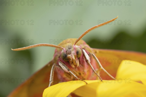 Elephant hawkmoth (Deilephila elpenor) adult moth insect on a garden sunflower flower in summer, England, United Kingdom