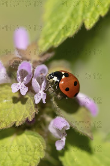 Seven-spot ladybird or Ladybug (Coccinella septempunctata) adult insect on a Red dead nettle plant in spring, England, United Kingdom