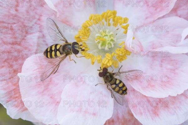 Common hoverfly (Eupeodes corollae) two adult insects feeding on a garden poppy flower in summer, England, United Kingdom