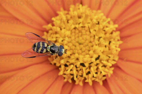 Common hoverfly (Eupeodes corollae) adult insect feeding on a garden Mexican sunflower (Tithonia spp) flower in summer, England, United Kingdom