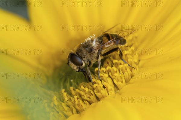 Bumblebee mimic hoverfly (Volucella bombylans) adult insect on a garden yellow flower in summer, England, United Kingdom