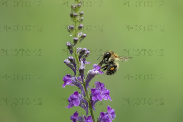 Common carder bumblebee (Bombus pascuorum) adult bee insect feeding on a garden Toadflax flower in summer, England, United Kingdom