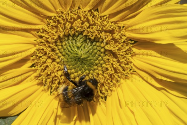 Buff tailed bumblebee (Bombus terrestris) adult bee insect feeding on a garden sunflower flower in summer, England, United Kingdom