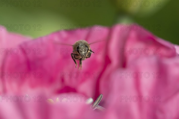 European honey bee (Apis mellifera) adult insect flying over a garden Opium poppy flower in summer, England, United Kingdom