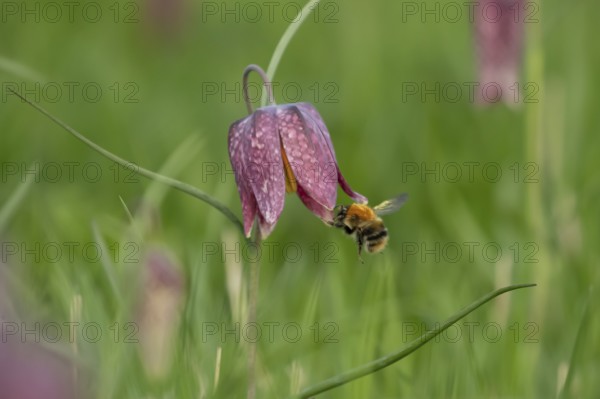 Common carder bumblebee (Bombus pascuorum) adult bee insect flying towards a Snake's head fritillary (Fritillaria meleagris) flower in spring, England, United Kingdom
