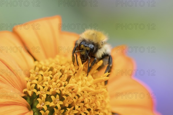 Common carder bumblebee (Bombus pascuorum) adult bee insect feeding on a garden Mexican sunflower (Tithonia spp) flower in summer, England, United Kingdom