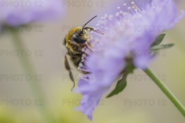 Buff tailed bumblebee (Bombus terrestris) adult bee insect feeding on a Field scabious flower in summer, England, United Kingdom