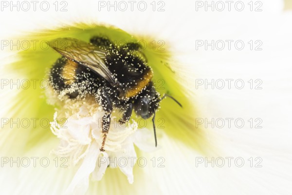 Buff tailed bumblebee (Bombus terrestris) adult bee insect feeding on a garden Hollyhock flower in summer, England, United Kingdom