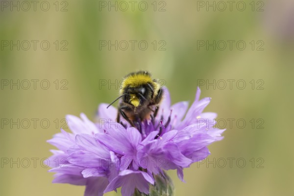 Early bumblebee (Bombus pratorum) adult bee insect feeding on a garden Cornflower flower in summer, England, United Kingdom