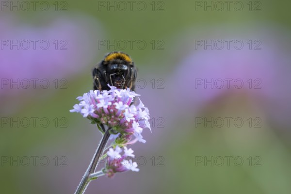 Buff tailed bumblebee (Bombus terrestris) adult bee insect feeding on a garden Verbena bonariensis flower in summer, England, United Kingdom