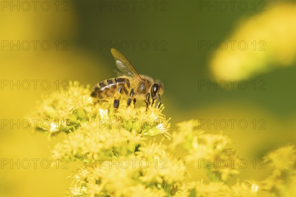 European honey bee (Apis mellifera) adult insect feeding on a garden yellow Golden rod flower in summer, England, United Kingdom