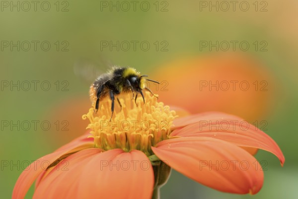 Early bumblebee (Bombus pratorum) adult bee insect feeding on a garden Mexican sunflower (Tithonia spp) flower in summer, England, United Kingdom