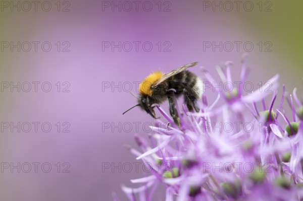 Tree bumblebee (Bombus hypnorum) adult bee insect feeding on a garden purple Allium flower in spring, England, United Kingdom