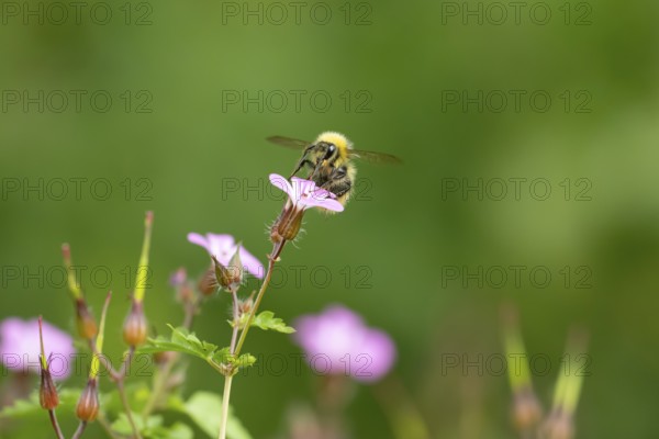 Early bumblebee (Bombus pratorum) adult bee insect feeding on a garden Herb robert flower in summer, England, United Kingdom