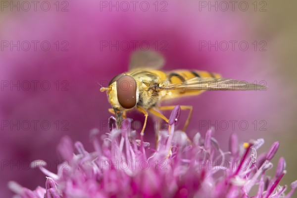 Common hoverfly (Eupeodes corollae) adult insect feeding on a garden purple Allium flower in summer, England, United Kingdom