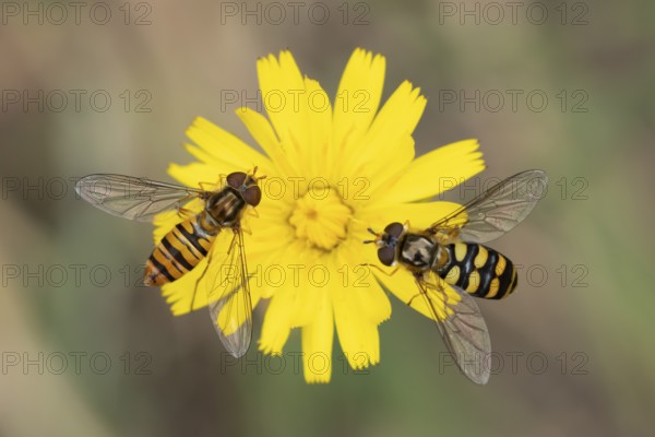 Common hoverfly (Eupeodes corollae) two adult insects feeding on a garden yellow flower in summer, England, United Kingdom