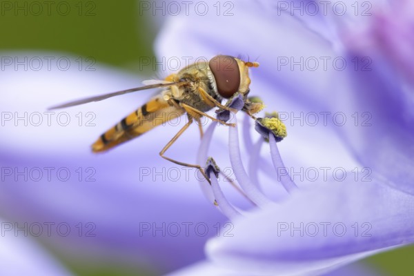 Common hoverfly (Eupeodes corollae) adult insect feeding on a garden blue Agapanthus flower in summer, England, United Kingdom
