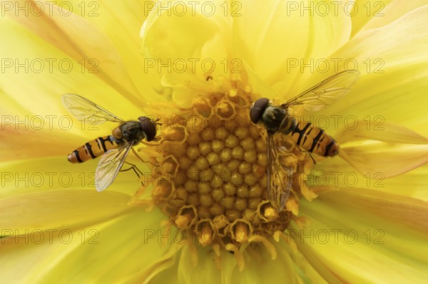 Common hoverfly (Eupeodes corollae) two adult insects feeding on a garden yellow Dahlia flower in summer, England, United Kingdom