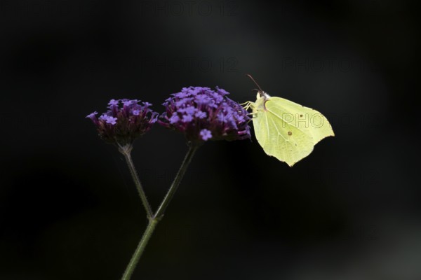 Brimstone butterfly (Gonepteryx rhamni) adult insect feeding on garden Verbena bonariensis flowers in summer, England, United Kingdom
