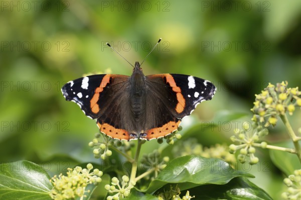 Red admiral butterfly (Vanessa atalanta) adult insect feeding on Ivy flowers in autumn, England, United Kingdom