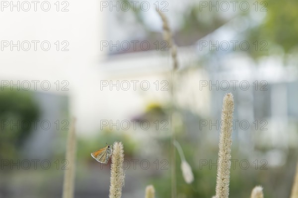 Large skipper butterfly (Ochlodes sylvanus) adult insect resting on a garden grass seed head with an urban house in the background, England, United Kingdom