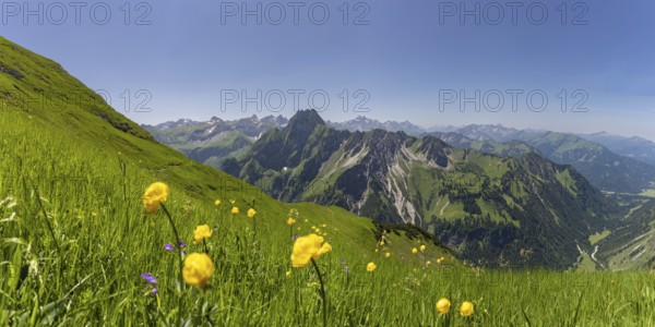 Mountain panorama with troll flowers (Trollius europaeus) from Laufbacher-Eckweg to Höfats 2259m, and Allgäu main ridge with Trettachspitze 2595m, Mädelegabel 2645m, Bockkarkopf 2609m and Hochfrottspitze 2649m, Allgäu Alps, Allgäu, Bavaria, Germany
