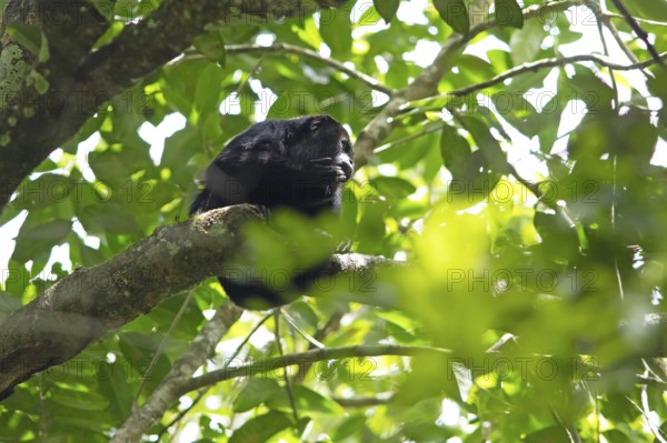 Howler monkey (Alouatta) in the Yaxha-Nakum-Naranjo National Park, Biósfera Maya nature reserve, lowlands, Petén department, Guatemala