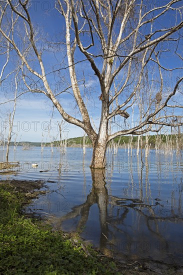 Dead trees in Lake Yaxha, Yaxha-Nakum-Naranjo National Park, Biósfera Maya Nature Reserve, Lowlands, Petén Department, Guatemala