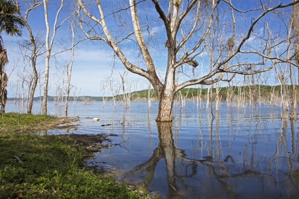 Dead trees in Lake Yaxha, Yaxha-Nakum-Naranjo National Park, Biósfera Maya Nature Reserve, Lowlands, Petén Department, Guatemala