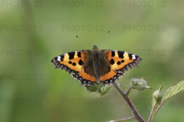 Small tortoiseshell butterfly (Aglais urticae) adult insect feeding on bramble flowers in summer, England, United Kingdom