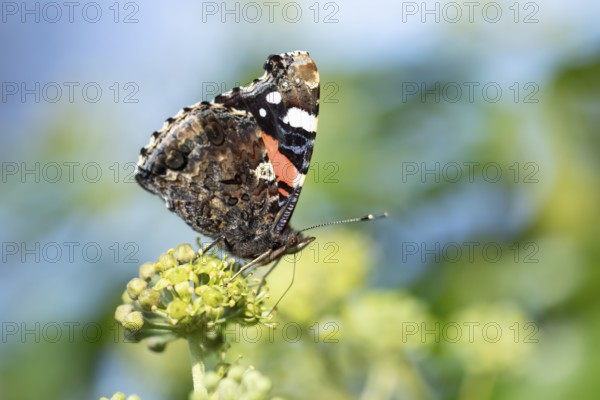Red admiral butterfly (Vanessa atalanta) adult insect feeding on Ivy flowers in autumn, England, United Kingdom