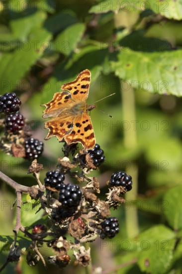 Comma butterfly (Polygonia c-album) adult insect on a blackberry fruit in autumn, England, United Kingdom