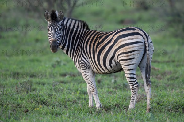 Burchell's zebra (Equus burchellii), KwaZulu Natal province, South Africa