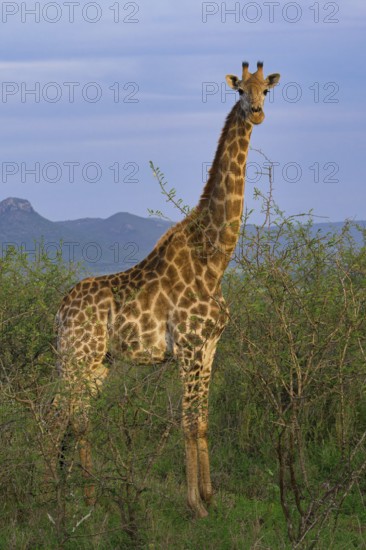 South African giraffe or Cape giraffe (Giraffa giraffa giraffa or Giraffa camelopardalis giraffa), KwaZulu Natal province, South Africa