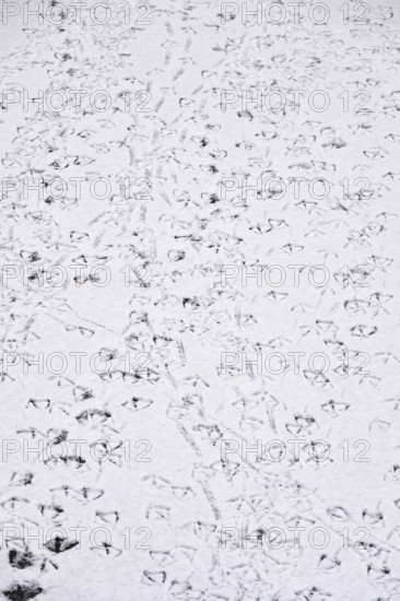Traces of ducks in snow, winter, Germany