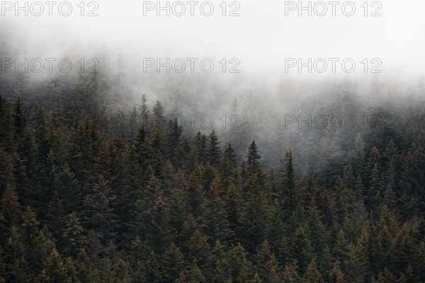 Dense forest on mountain slopes, mystical fog sweeping through the forest, Kenai Fjords National Park, Kenai Peninsula, Alaska, USA